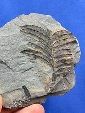 Carboniferous Alethopteris plant Fossil Fossilien Karbon  Germany Farn fern