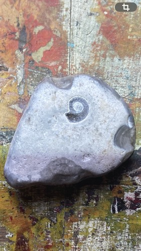 Kleines ammonit fossil - fossil, in
