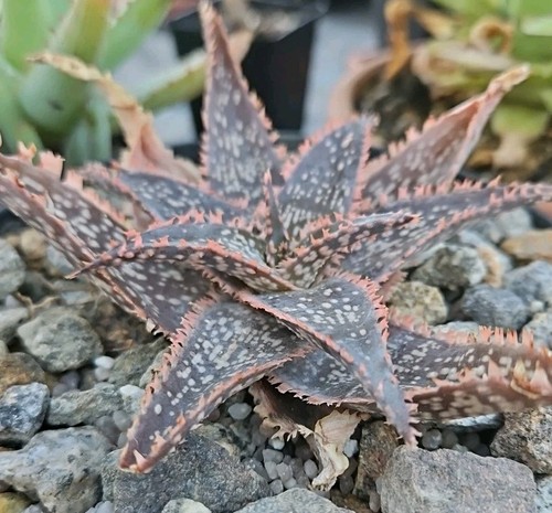 Aloe brightstar rarität - cv., 'brightstar'