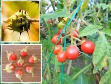 Jetzt pflanzen ! Litschi Tomate Nutzpflanze Litchi Tomaten für Garten Deko Samen