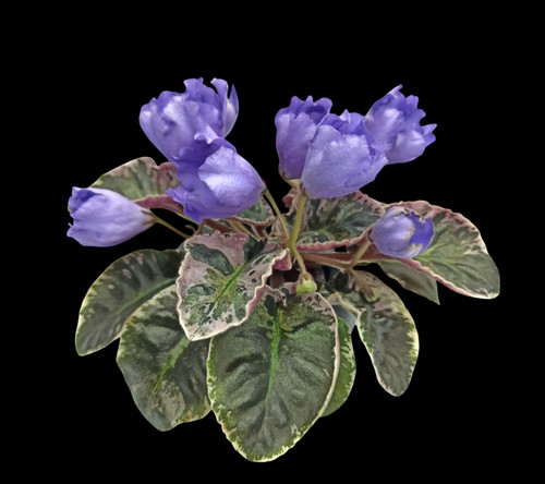 Knn crocus blatt leaf african - blatt/leaf,