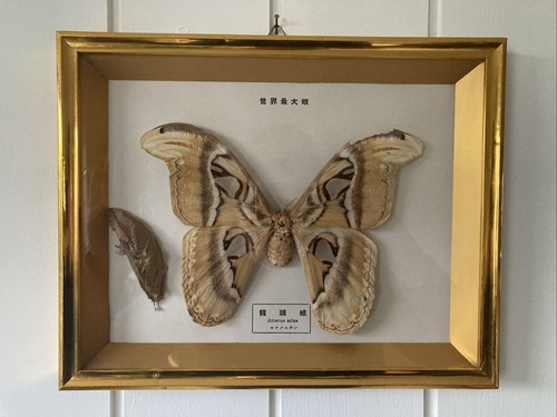 Atlasspinner attacus atlas - atlasspinner,