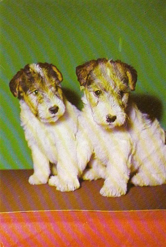 Fox terrier postkarte - , ***