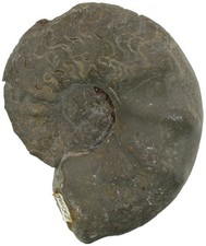 Trias  Ceratites spinosus