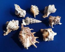 Acht Muschel-Gehäuse von