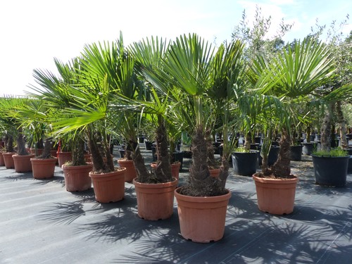 Trachycarpus fortunei palme - trachycarpus,