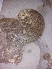 Ammonit, Lytoceras,  110 mm, Lias  e, Ohmden Bdwttbg,