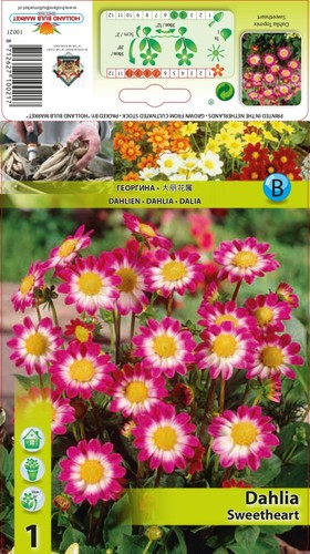 Dahlien - @//(◕‿◕)\@,