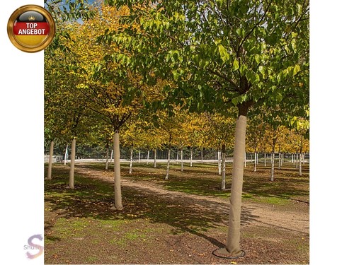 Rolle 3mx25 5cm - rolle, baum