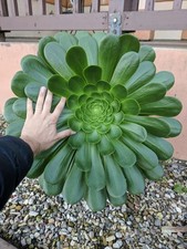 80002844 Aeonium Mint Saucer