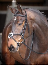Shires Black Velociti Gara Pro
