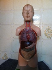 Anatomie Modell Vintage Somso AS 20/1 Jünglingskleintorso mit Kopf Puppe 11 Teil