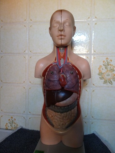 Anatomie modell vintage somso - modell,