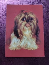 Alte DDR Hundepostkarte ? SHIH TZU ? AK HUND