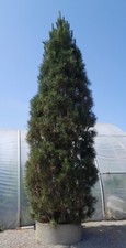 Pinus nigra Pyramidalis