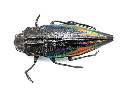 Buprestidae cyphogastra - buprestidae,,