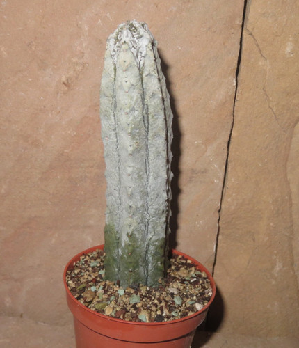 Euphorbia abdelkuri