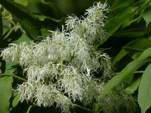 Manna esche fraxinus - manna-esche,