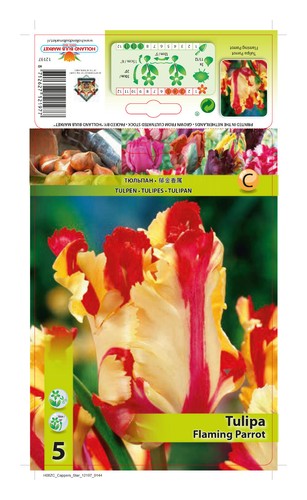 Tulpen - @,