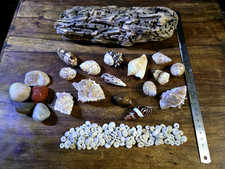 Basteln, Deko, evtl. Kita Sammlung, Fossilien, Mineralien, Muscheln 