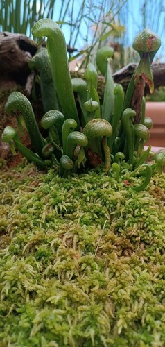 Sphagnum moos lebend - sphagnum,
