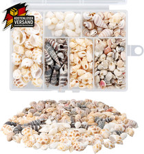 100 Stück Muscheln Gemischt