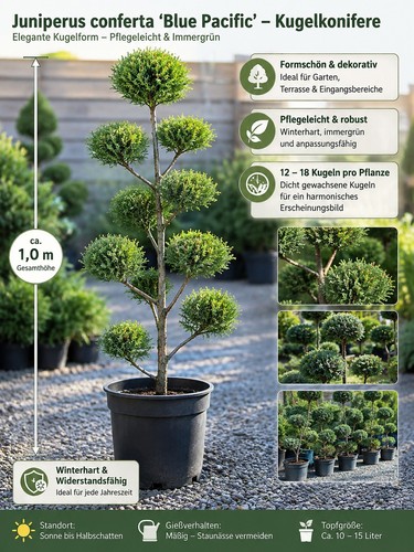 Formschnitt bonsai - ,