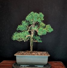 Bonsai chinesischer wacholder - bonsai,