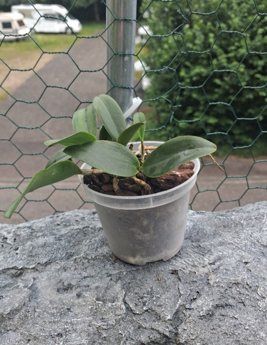 Cattleya peckhaviensis c - cattleya,