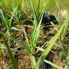 Palmlilie Yucca filamentosa