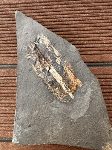 Tintenfisch loligosepia - tintenfisch,
