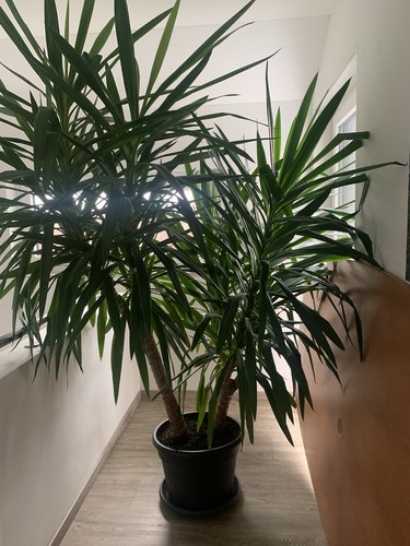 Yucca palme ca - -,