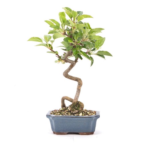 Bonsai zierapfel malus spec - bonsai,