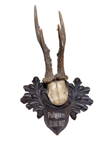 Antike rehbock jagdtrophäe - antike,