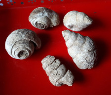 versteinerte schnecken