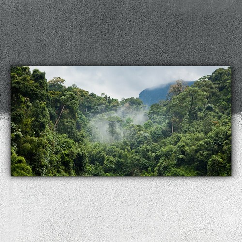 Regenwald landschaft baum - landschaft,