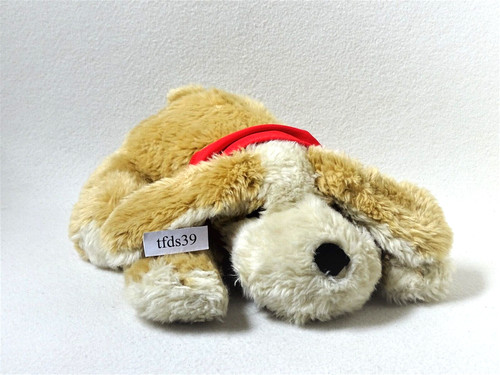 Tcm hund liegend mit halstuch - hund,