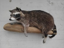 Waschbär Präparat Deko