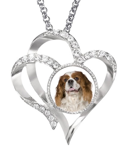 King charles spaniel - charles,