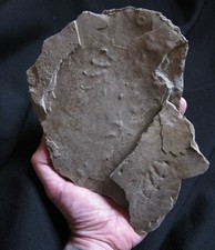 Trias/Muschelkalk/Rhynchosauro