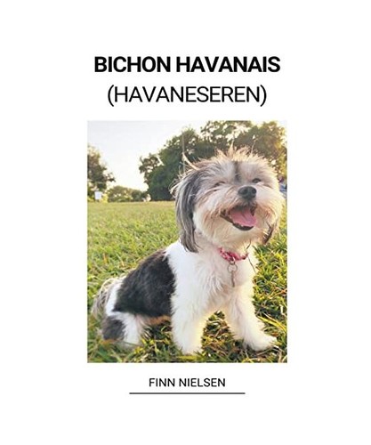 Bichon havanais havaneseren - bichon,