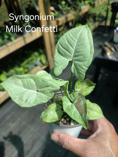 Syngonium milk confetti - syngonium,