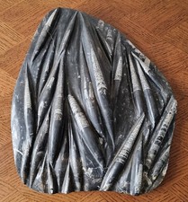 Riesige Orthoceras Platte mit