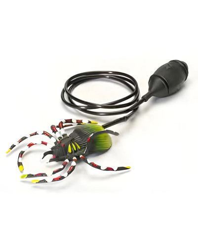 Springende spinne als - springende,