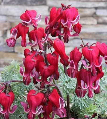 Zwergherzblume burning hearts - zwergherzblume,