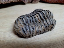Trilobit versteinert aus