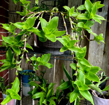 Two Basket (Callisia fragrans)