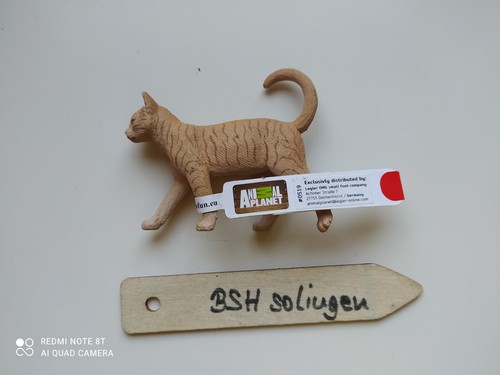 Bsh ginger tabby - bsh,