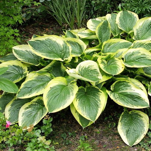 Hosta showboat - „showboat“, –