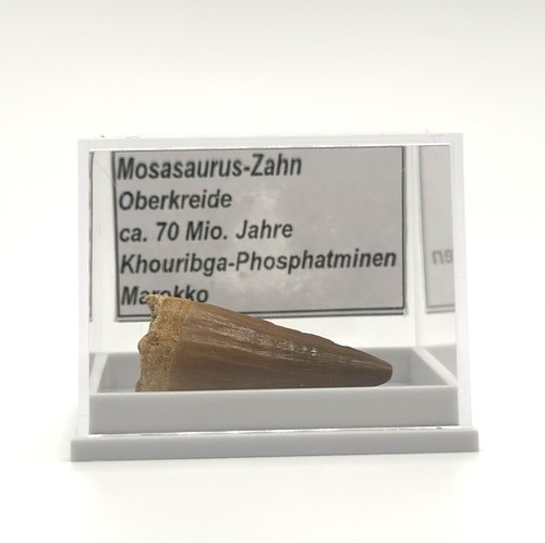 Schöner mosasaurus zahn - 1,